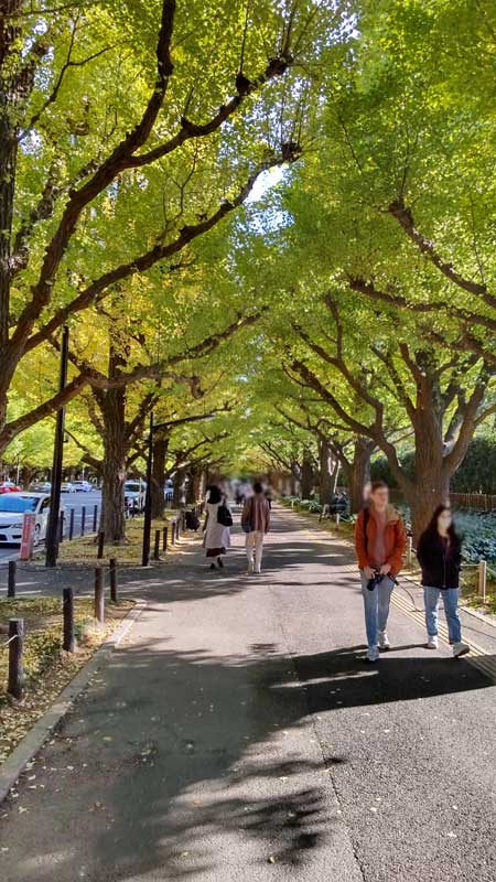 2022年10月の神宮外苑のいちょう並木の紅葉と混雑状況