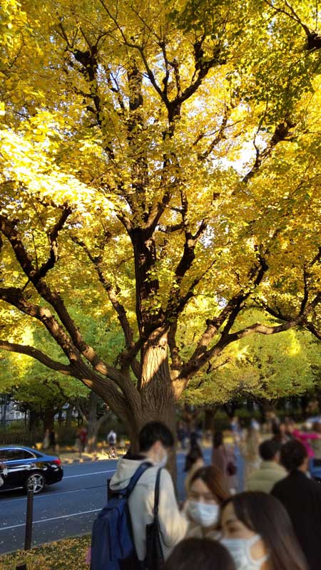 2022年11月週末の神宮外苑のいちょう並木の紅葉と混雑状況