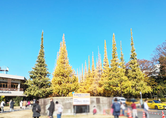 12月2日（日）朝10すぎ 2023年神宮外苑のいちょう並木の紅葉と混雑状況
